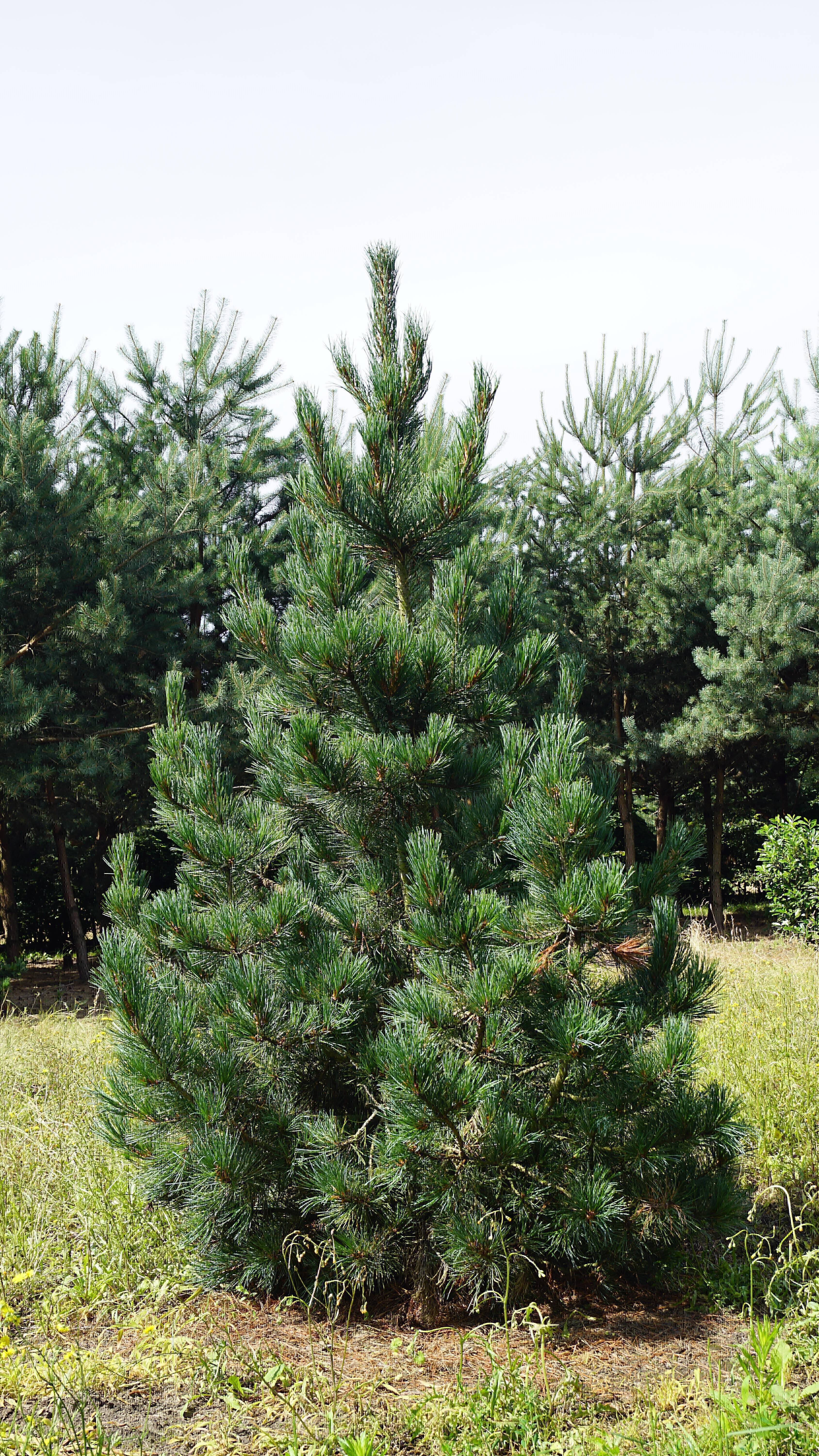 Pinus cembra (1)